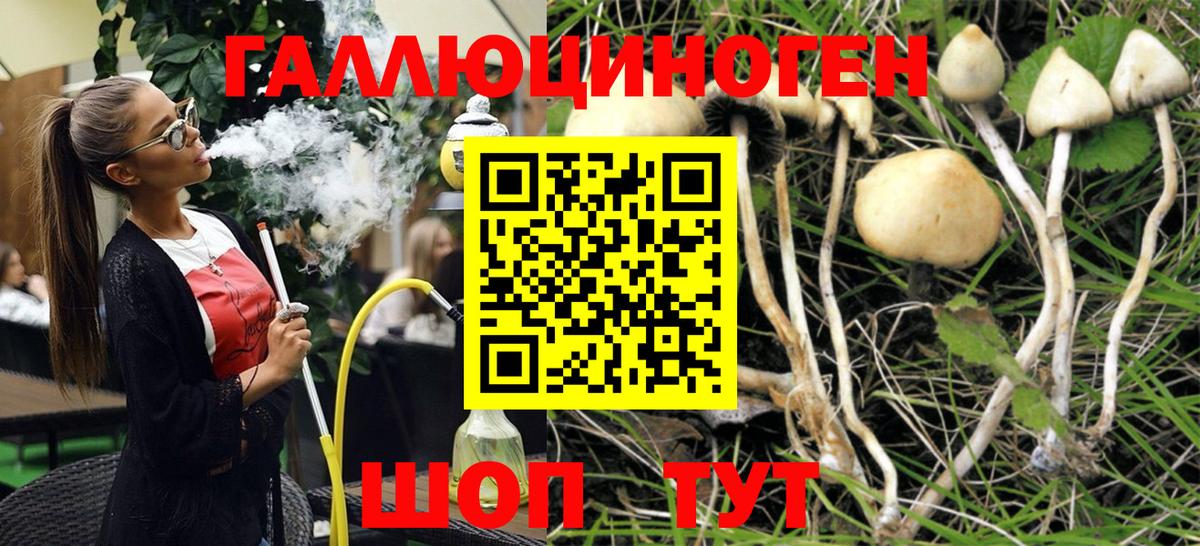 Сызрань  Псилоцибиновые грибы Psilocybe  Вход с VPN 